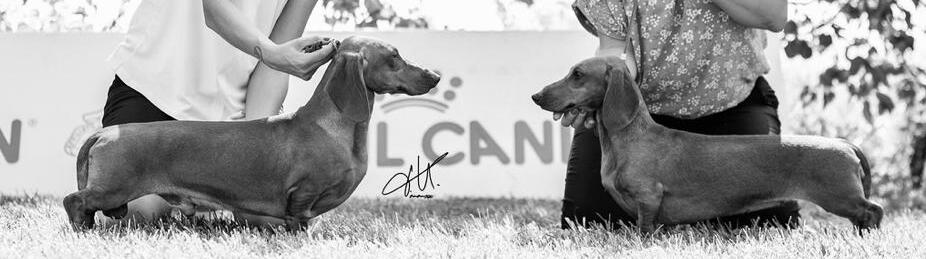 Cane bassotto razza cane cani Animali Re' Tazza termica